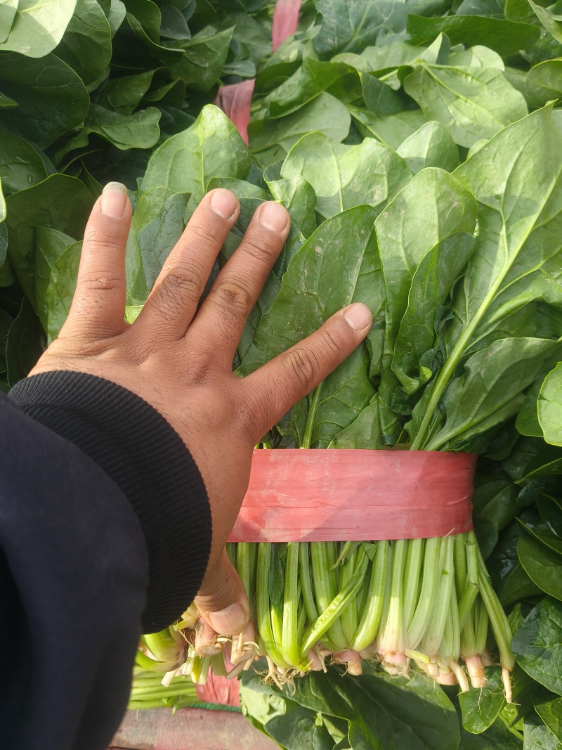 菠菜上市