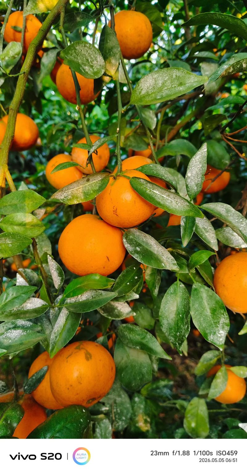 沃柑，