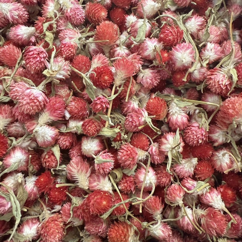 红巧梅大货供应零售批发