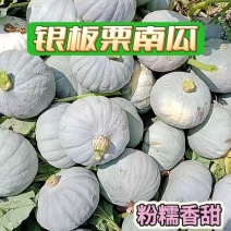 【银栗】河北精品银栗南瓜种植基地新鲜采摘粉糯香甜品质保障