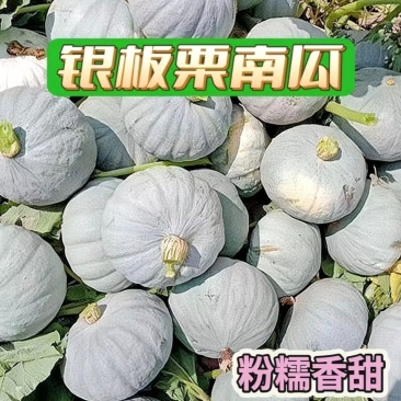 【银栗】河北精品银栗南瓜种植基地新鲜采摘粉糯香甜品质保障