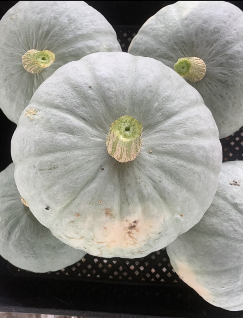 【银栗】河北精品银栗南瓜种植基地新鲜采摘粉糯香甜品质保障