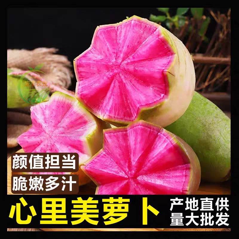 宁夏宝玉萝卜.心里美萝卜.水果萝卜.品种齐全欢迎来电合作