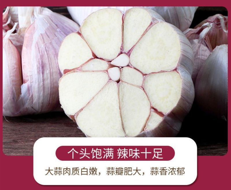 紫皮大蒜精品净蒜毛蒜量大产地货源充足真诚服务。