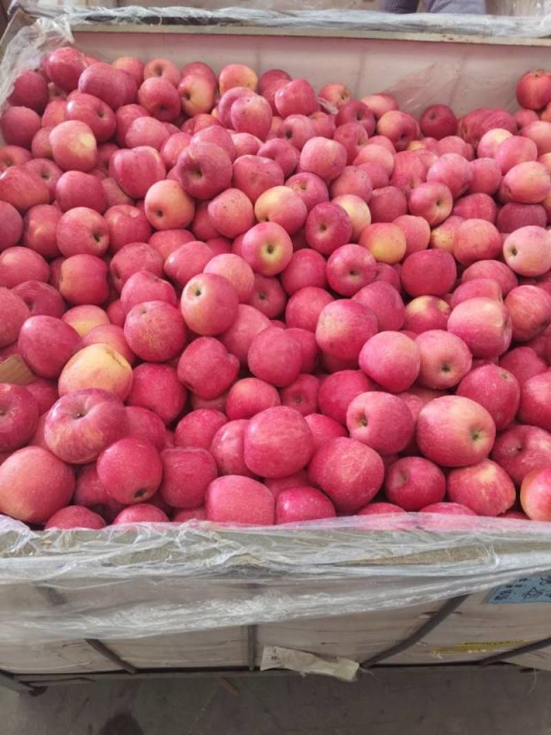 西红柿苹果油桃杏