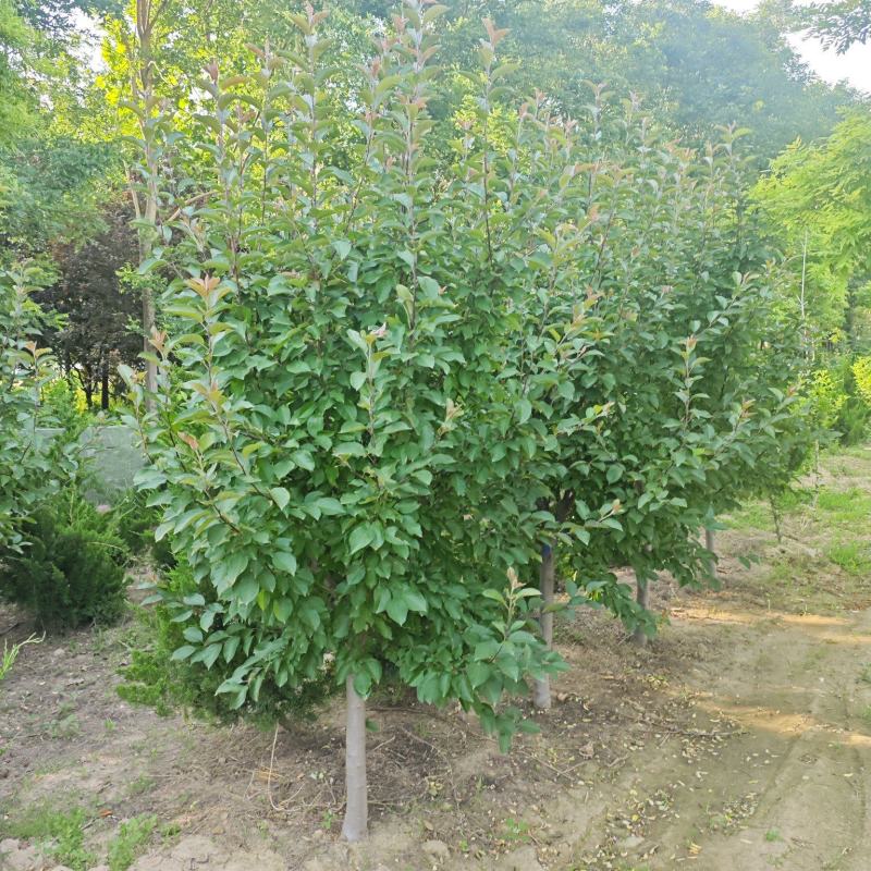 北美海棠基地直供欢迎新老客户打电话咨询常年供货