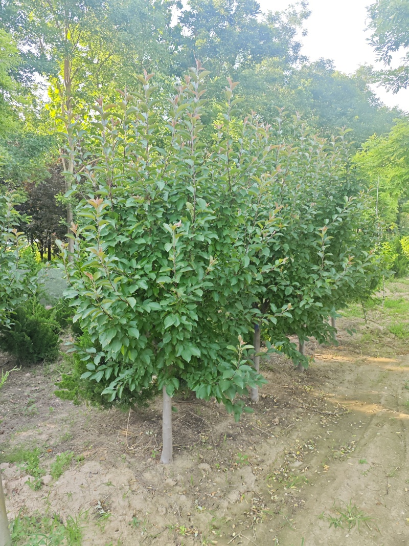 北美海棠基地直供欢迎新老客户打电话咨询常年供货