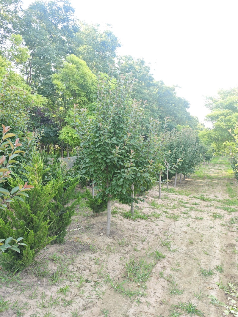北美海棠基地直供欢迎新老客户打电话咨询常年供货