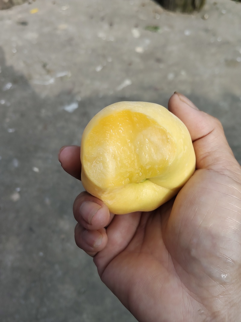 东江湖应季水果