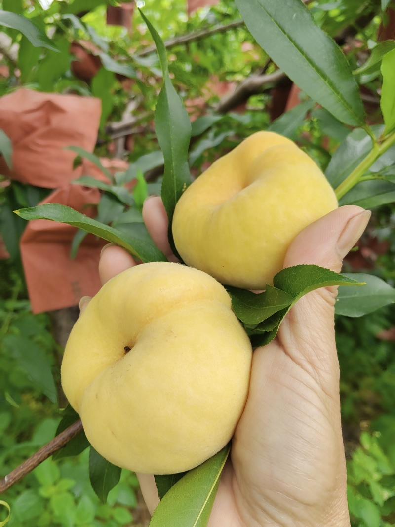 东江湖应季水果