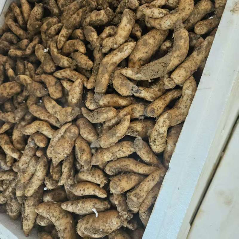大别山高海拔天麻种子，乌红杂交天麻种子，常年有货
