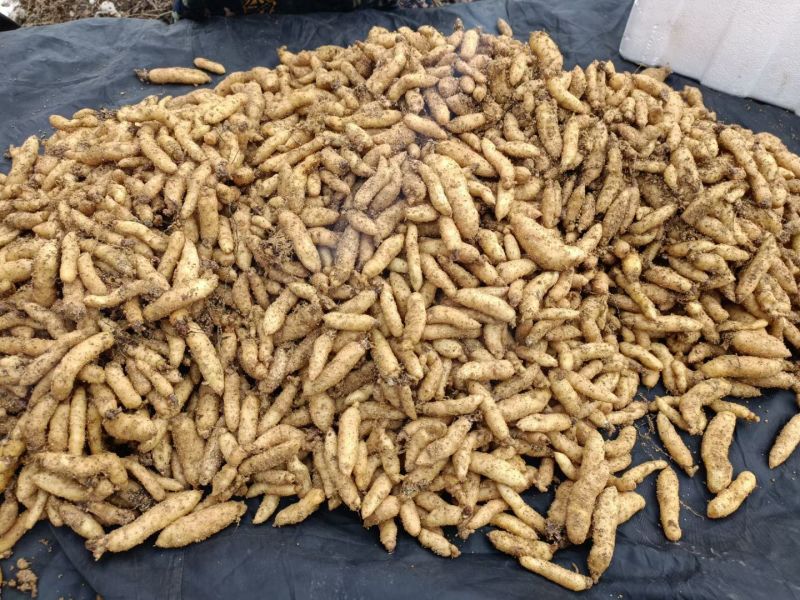大别山高海拔天麻种子，乌红杂交天麻种子，常年有货