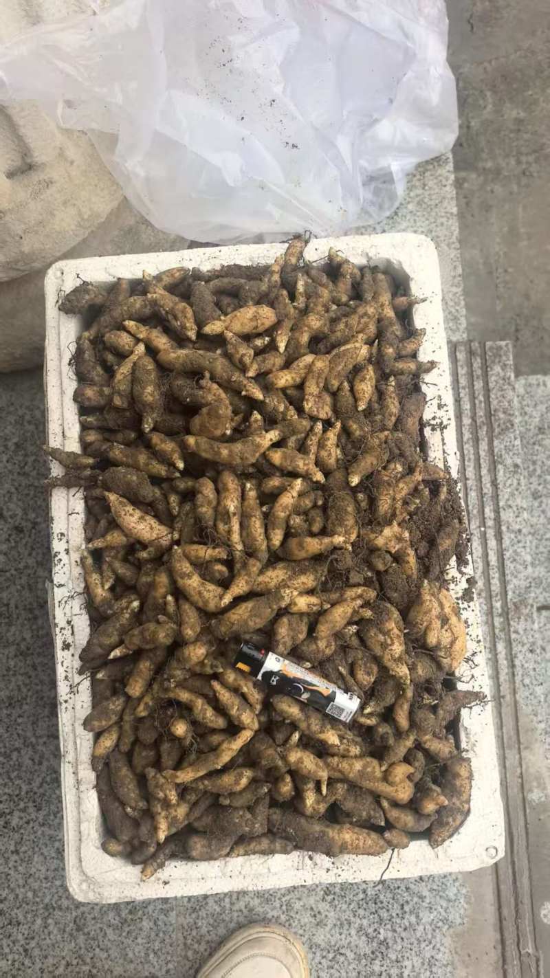 大别山高海拔天麻种子，乌红杂交天麻种子，常年有货