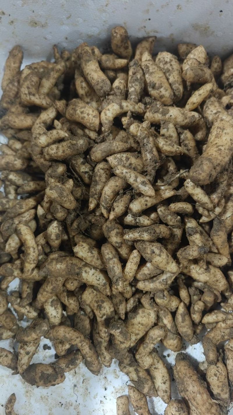 大别山高海拔天麻种子，乌红杂交天麻种子，常年有货