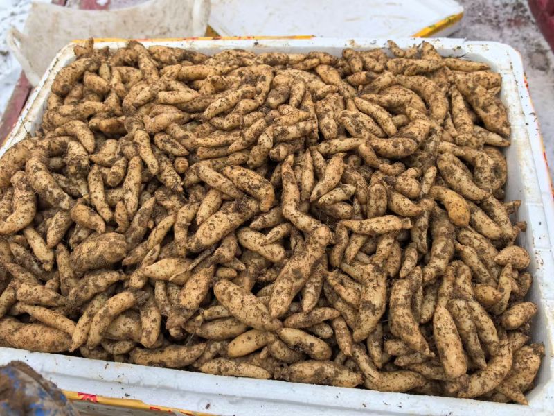 大别山高海拔天麻种子，乌红杂交天麻种子，常年有货