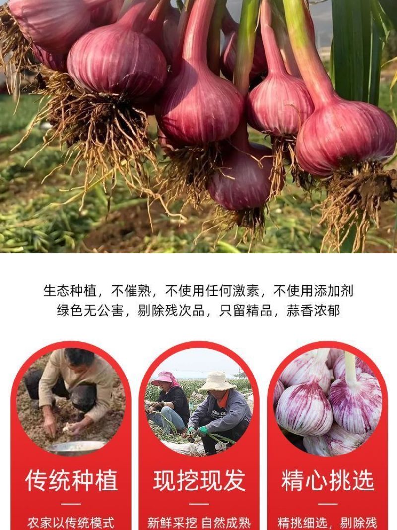 紫皮大蒜精品净蒜毛蒜量大产地货源充足真诚服务。