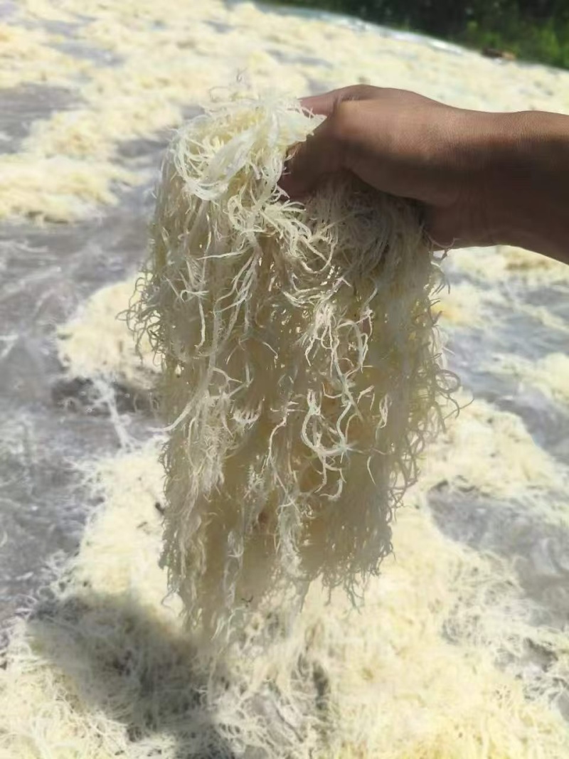 石花菜潮菜源头厂家现货直发量大价优对接市场商超