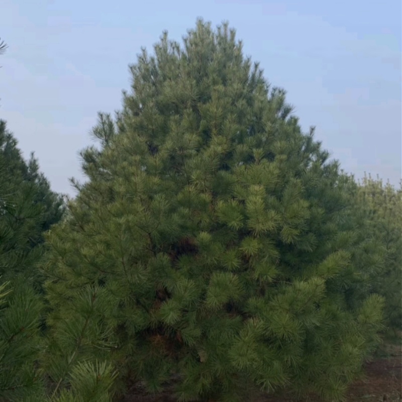 蓝田白皮松