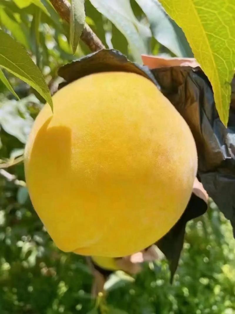 湖北黄桃金黄金锦绣露天套袋个头大口感脆甜量大从优