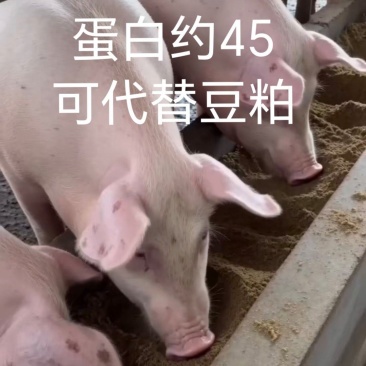 虫㷧复合蛋白料蛋白约45胃蛋白酶消化率90