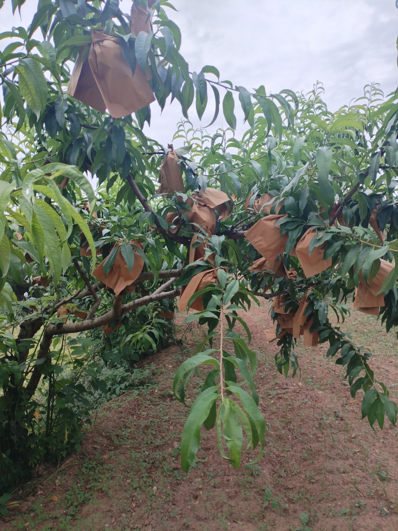 5月脆毛桃！