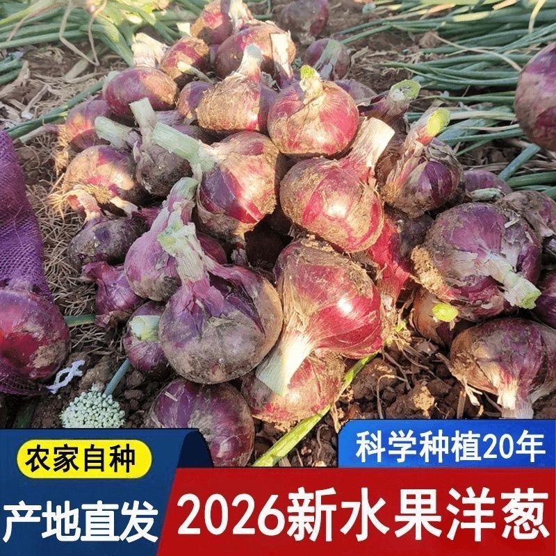 山东2026紫皮洋葱现挖现发产地直发电商批发市场价低