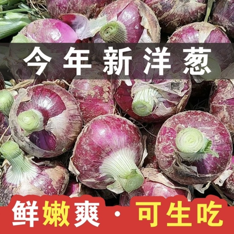 山东2026紫皮洋葱现挖现发产地直发电商批发市场价低
