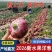 山东2026紫皮洋葱现挖现发产地直发电商批发市场价低