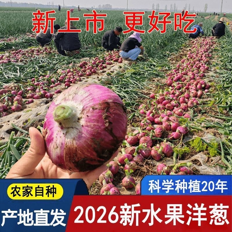山东2026紫皮洋葱现挖现发产地直发电商批发市场价低