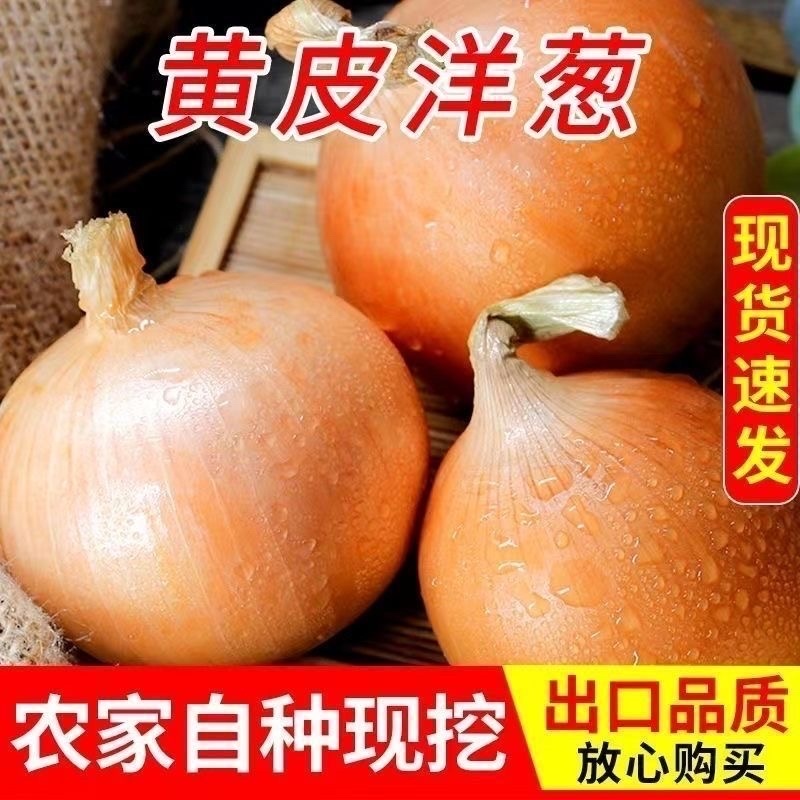 黄皮洋葱山东万亩基地一手货源坏烂包赔价格优惠个大
