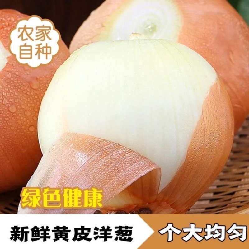 黄皮洋葱山东万亩基地一手货源坏烂包赔价格优惠个大