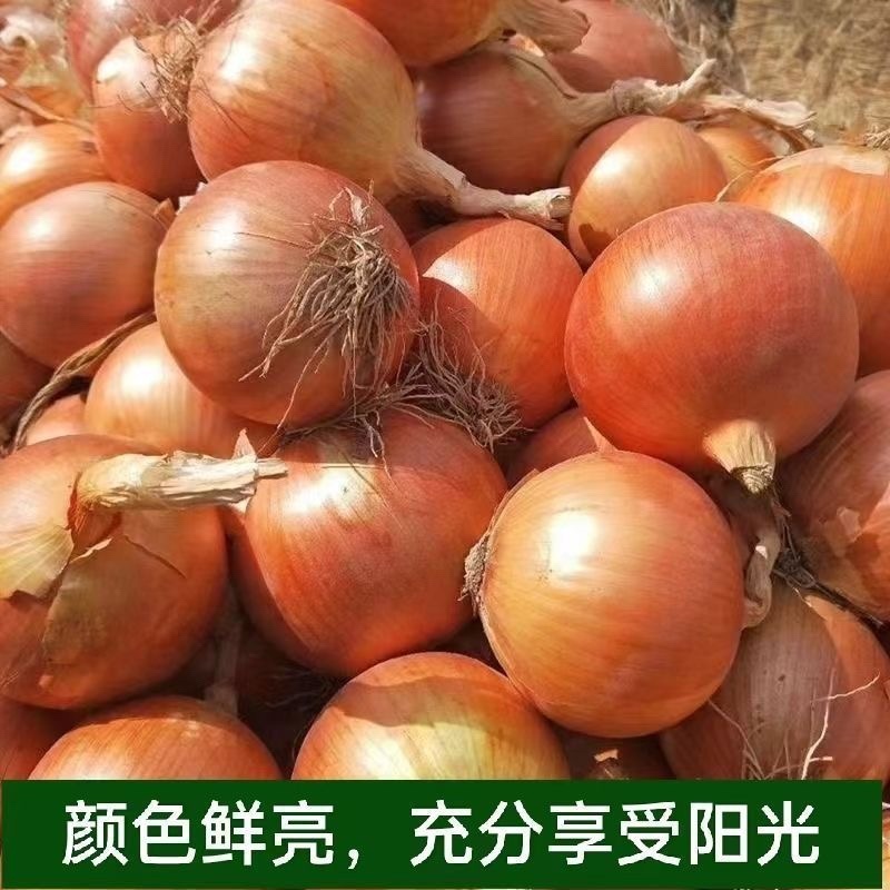 黄皮洋葱山东万亩基地一手货源坏烂包赔价格优惠个大