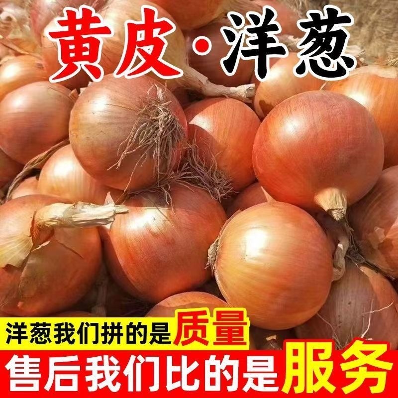 黄皮洋葱山东万亩基地一手货源坏烂包赔价格优惠个大