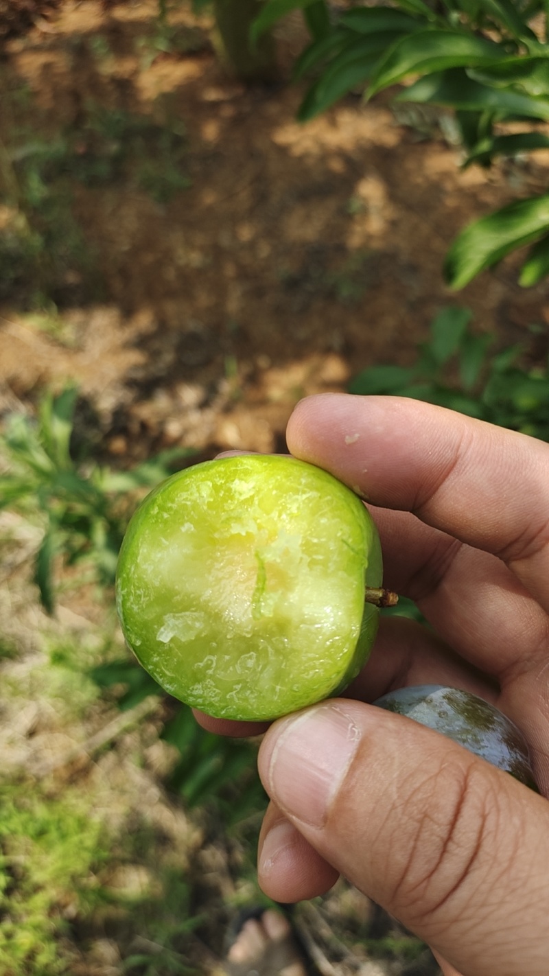 味帝李子大量上市，对接批发电商一件代发