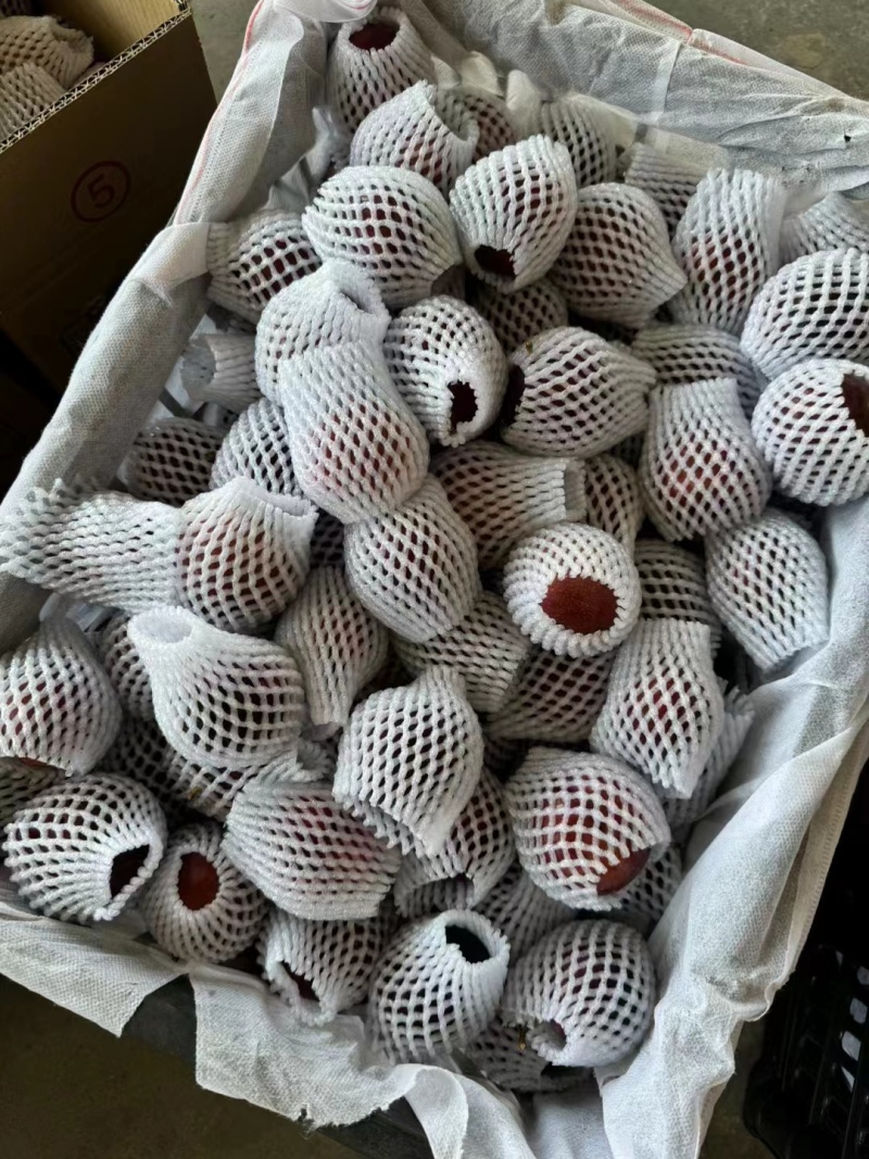 味帝李子大量上市，对接批发电商一件代发