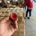味帝李子大量上市，对接批发电商一件代发