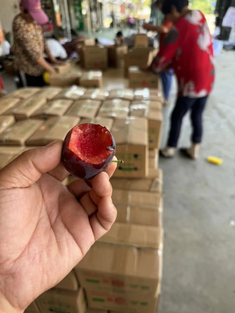 味帝李子大量上市，对接批发电商一件代发