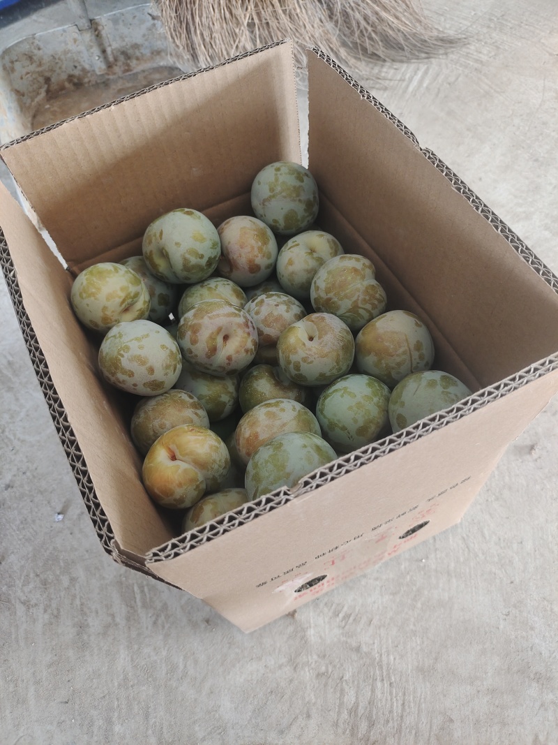 味帝李子大量上市，对接批发电商一件代发