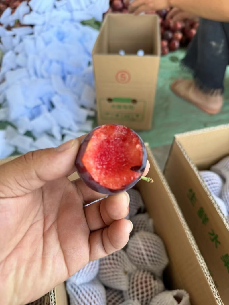 红宝石，黑布林李子上市，批发电商快递代发