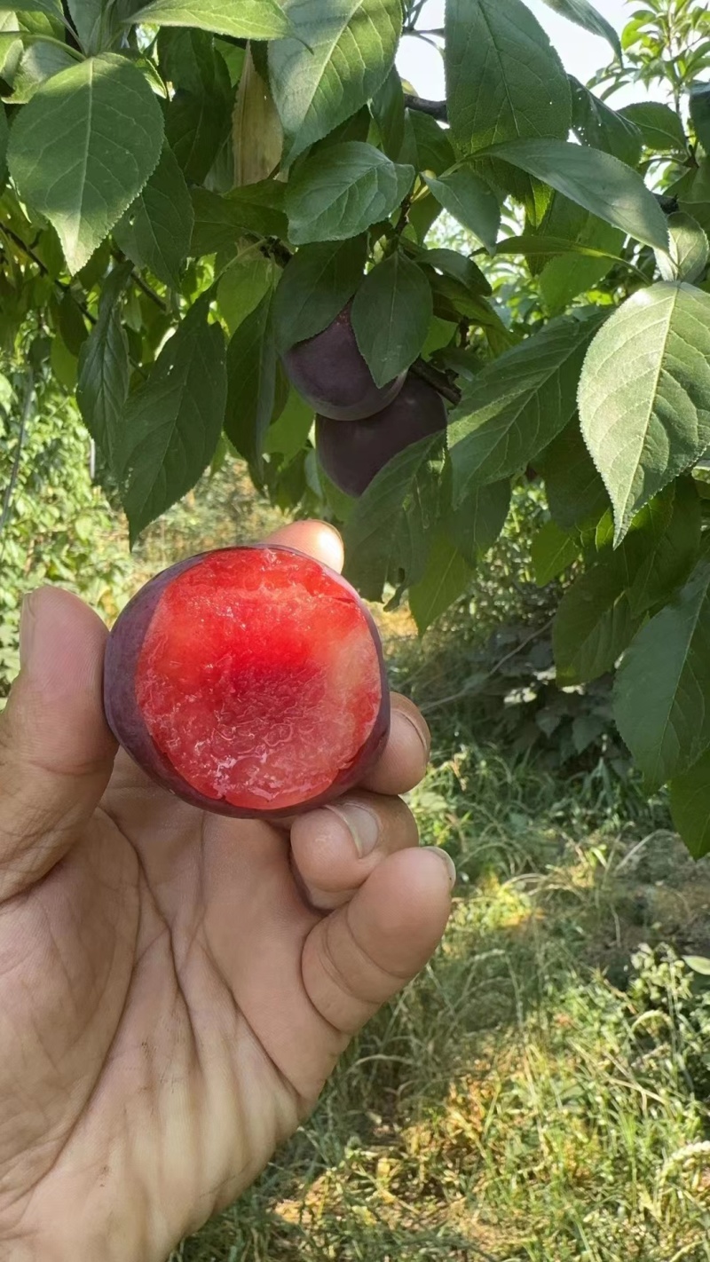 红宝石，黑布林李子上市，批发电商快递代发