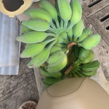 广西苹果蕉一件代发整车发货货源充足，欢迎老板咨询。