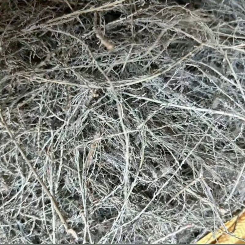 西河柳干货西河柳中药材！欢迎选购！量大从优！