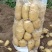 大西洋土豆黄皮白心薯片薯条基地直发保质保量价格实惠