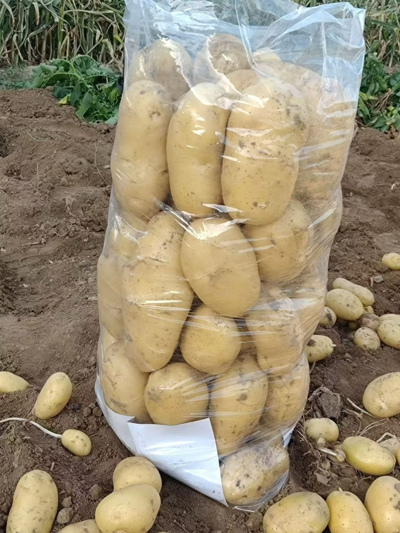 大西洋土豆黄皮白心薯片薯条基地直发保质保量价格实惠