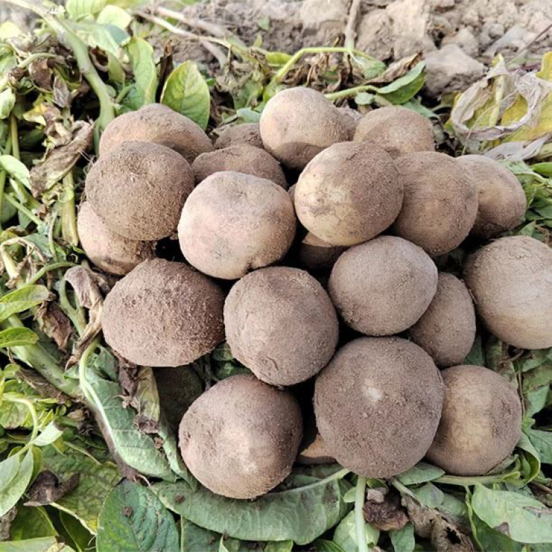 大西洋土豆黄皮白心薯片薯条基地直发保质保量价格实惠