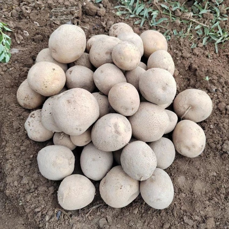 大西洋土豆黄皮白心薯片薯条基地直发保质保量价格实惠