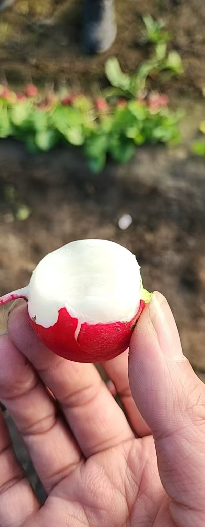 糖果樱桃萝卜种子三系杂交萝卜种子皮薄鲜红球形萝卜种子甜脆