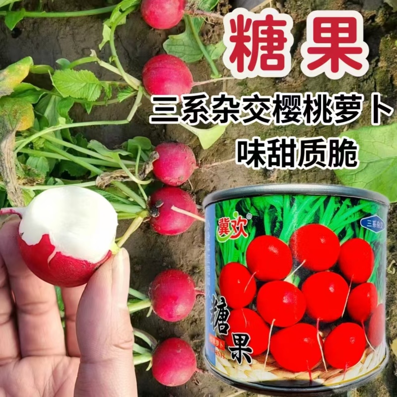 糖果樱桃萝卜种子三系杂交萝卜种子皮薄鲜红球形萝卜种子甜脆