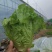 德高惊鸿生菜种子耐湿热高脚直立紧凑抗逆耐抽苔基地大田用