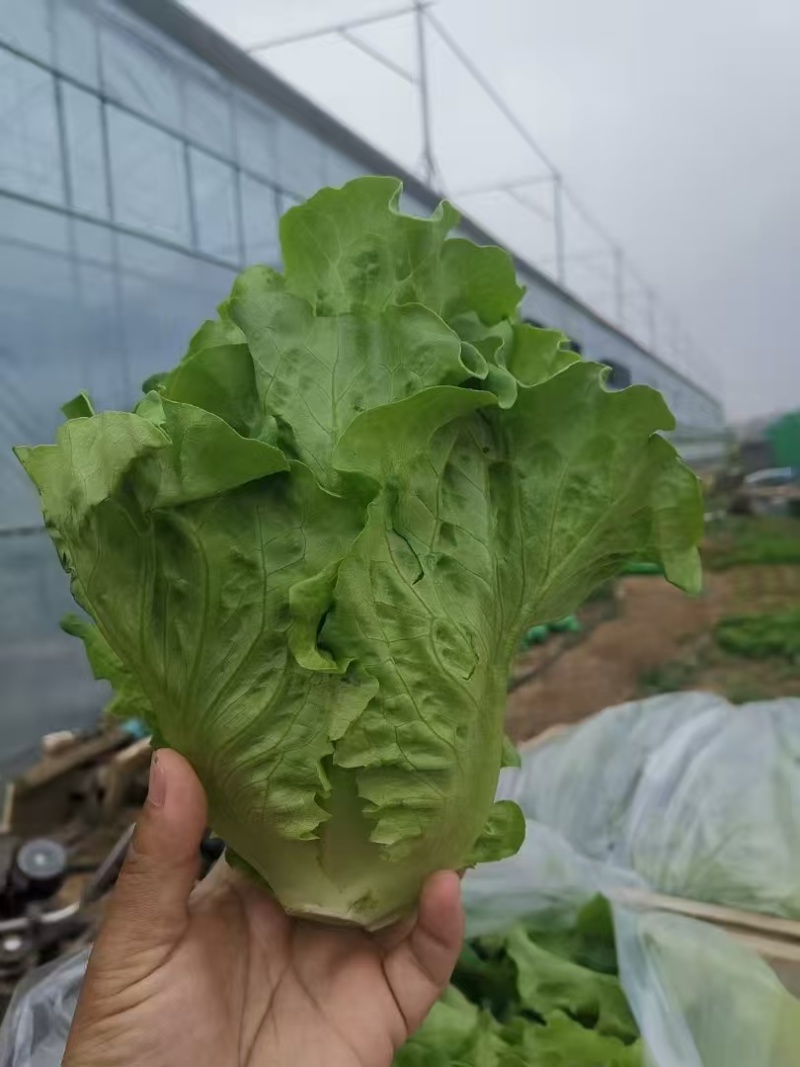 德高惊鸿生菜种子耐湿热高脚直立紧凑抗逆耐抽苔基地大田用